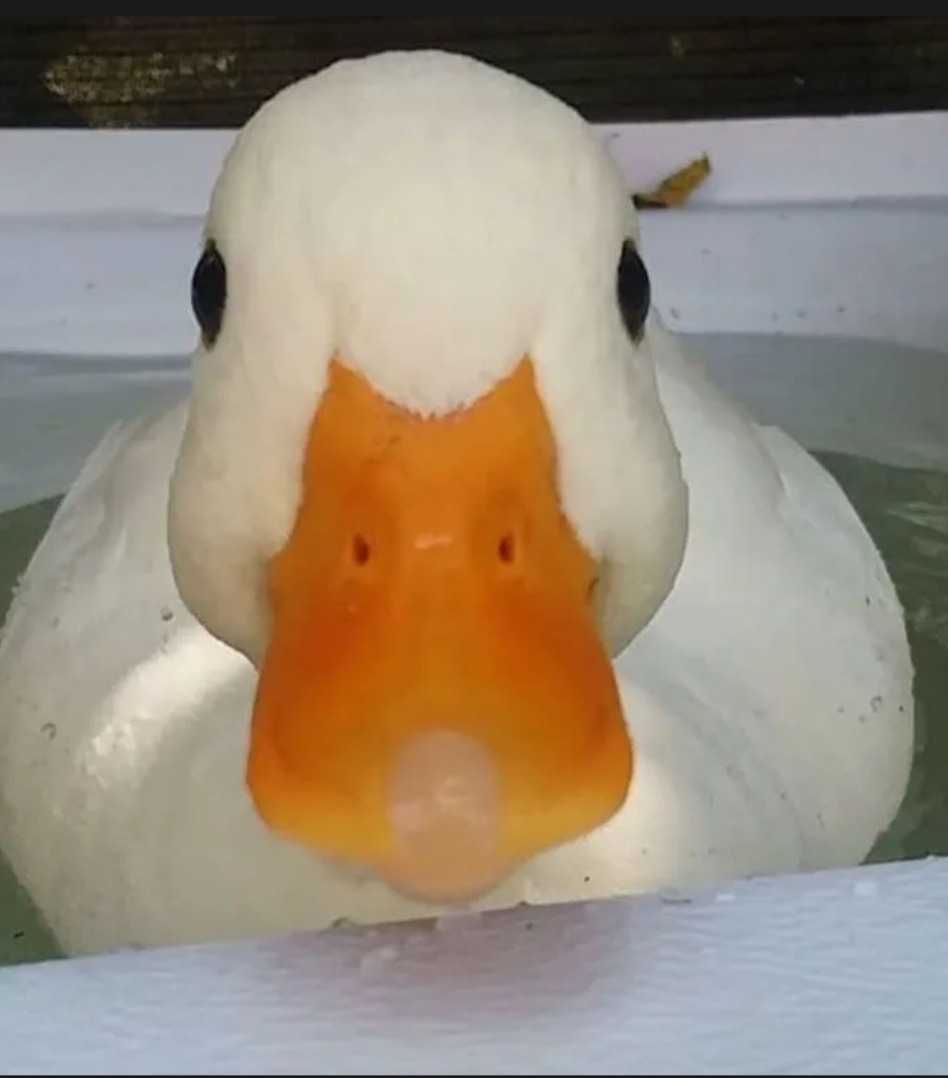 Perfil de Abdelsamad